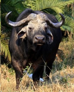 angry ox